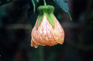 "Hibiscus with droplets"