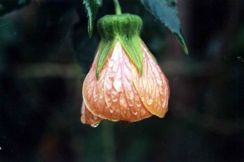 "Hibiscus with droplets"