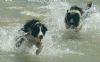 "Border Collies"