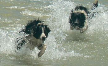 "Border Collies"