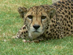 "Cheetah"