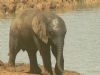 "Baby Elephant"