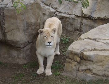"Female Lion 1"
