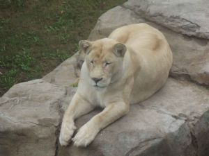 "Female Lion 2"
