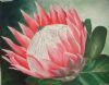 "South African Protea"