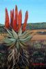 "Aloe"