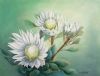 "King White Protea"
