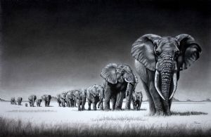 "Gentle Giants"