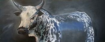 "Nguni Bull"