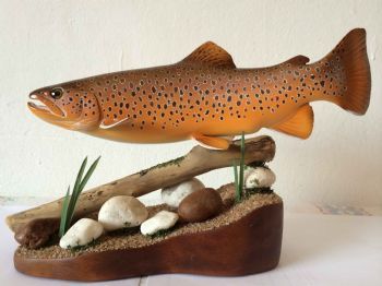 "Male Brown Trout"