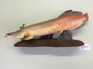 "Arapaima Gigas"