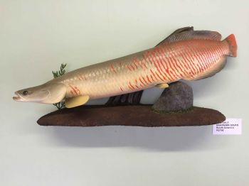 "Arapaima Gigas"
