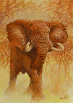 "Early Warning - Bull Elephant"