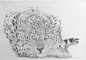 "Leopard"