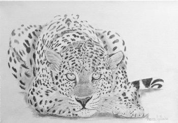 "Leopard"