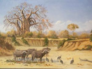 "Buffalo at Mana Pools Zimbabwe"
