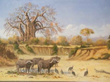 "Buffalo at Mana Pools Zimbabwe"
