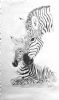 "Zebra"