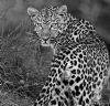 "Mr Spots"