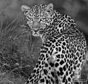 "Mr Spots"