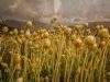 "Sewejaartjie/ Paper Flowers on Table Mountain"
