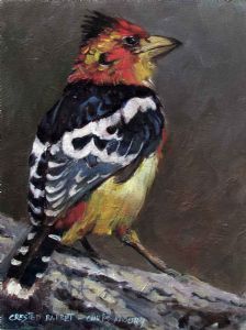 "Crested Barbet"