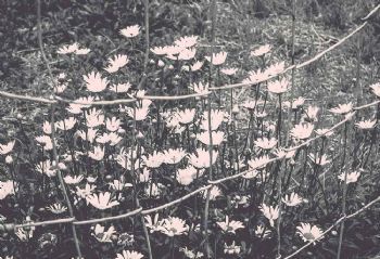 "Shooting Daisies"