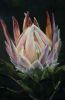 "Protea"