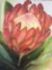 "Protea 2 "