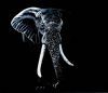 "Elephant in Black and White "