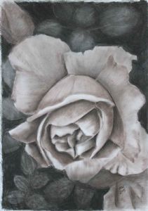 "A Rose by any other name"