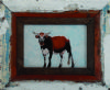 "Nguni"