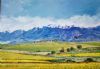 "Canola fields Western Cape"