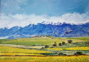 "Canola fields Western Cape"
