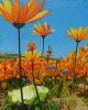 "Daisy Time in Springbokfontein"