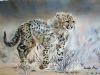 "Cheetah Cub on a Mission"