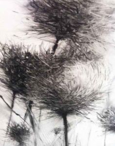 "Windflower"