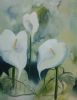 "Arum Lilly's"