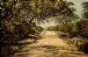 "Road Through the Kruger National Park"