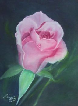 "Pink Rose"