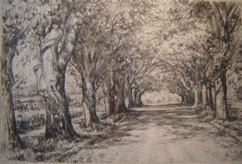 "Oak Trees, Ceres "