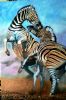 "Fighting Zebras"
