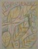 "Combretum Leaves"