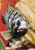"Cichlids"