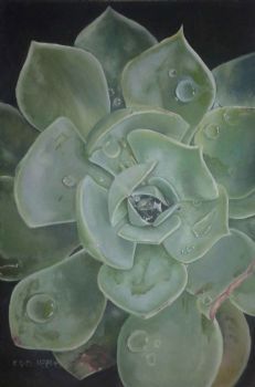 "Succulent "