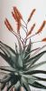 "Tall Aloe 1"