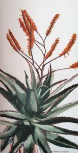 "Tall Aloe 1"