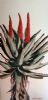 "Tall Aloe 2"