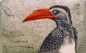 "Crowned Hornbill "