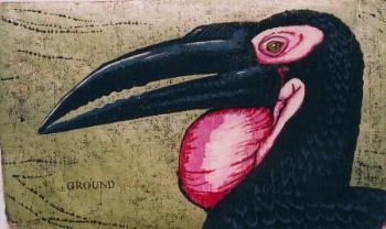 "Ground Hornbill "